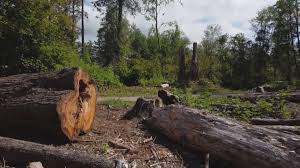 Best Tree Trimming and Pruning  in Salisbury, NY