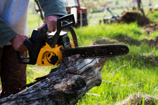 Trusted Salisbury, NY Tree Care Experts