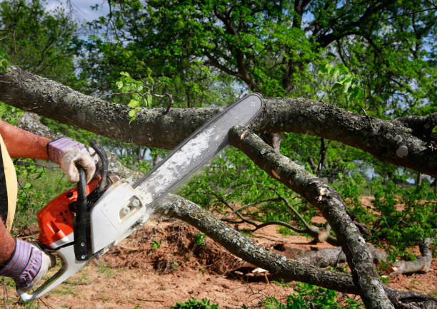 Tree and Shrub Care in Salisbury, NY